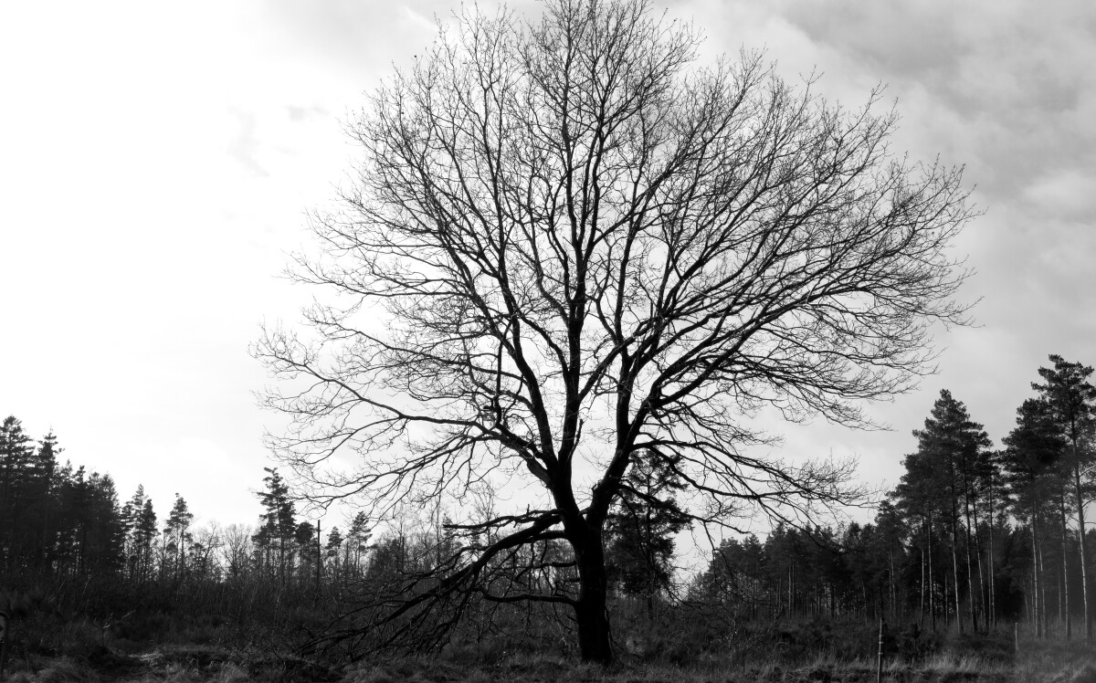 Køretur ved Frøslev – Ellen Lock Jensen