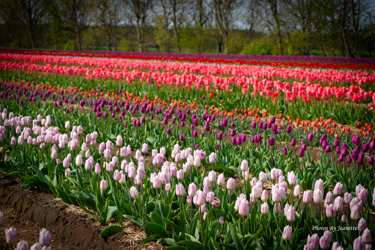 Tulipaner i Fole... – Jeanette Jensen
