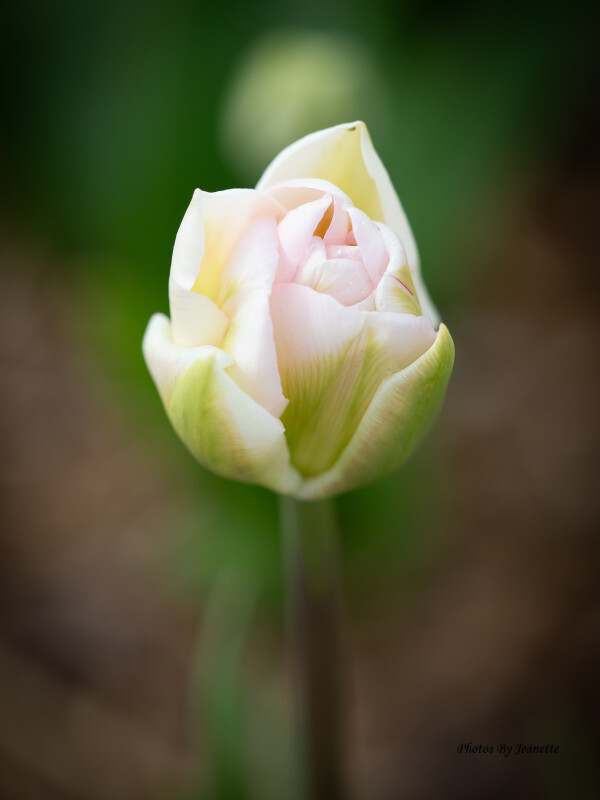Tulipan.  – Jeanette Jensen