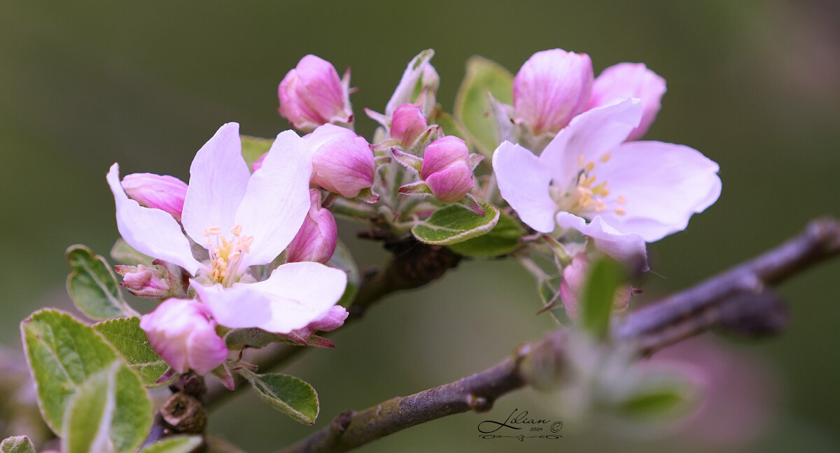 æbleblomst2 –  Lilian Meldgaard