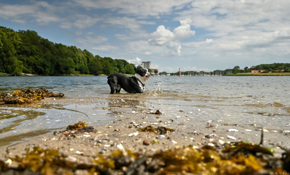 "Vandhund" – Benthe Sørensen