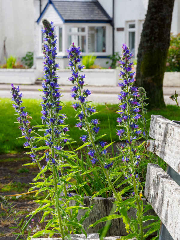 blomster – Steen Hansen