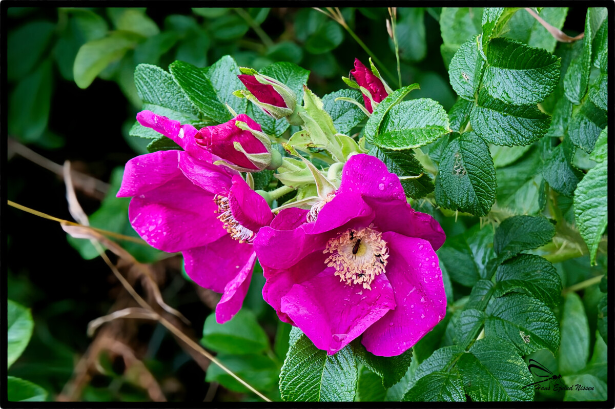 Hybenrose – Hans Ejvind Nissen