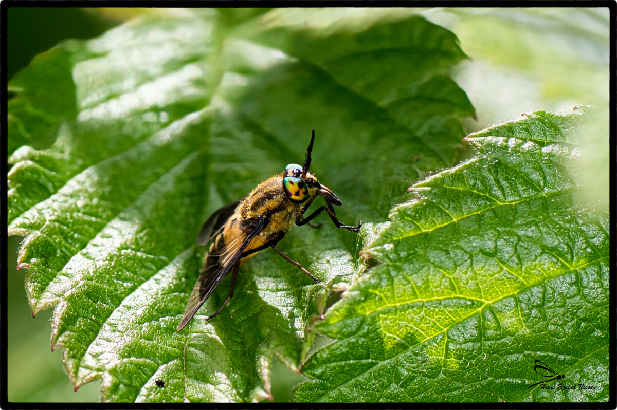 Chrysops – Hans Ejvind Nissen