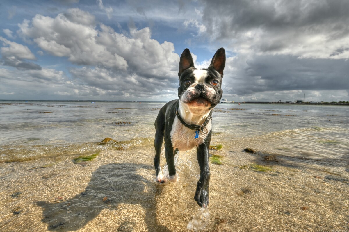 "Vandhund" – Benthe Sørensen
