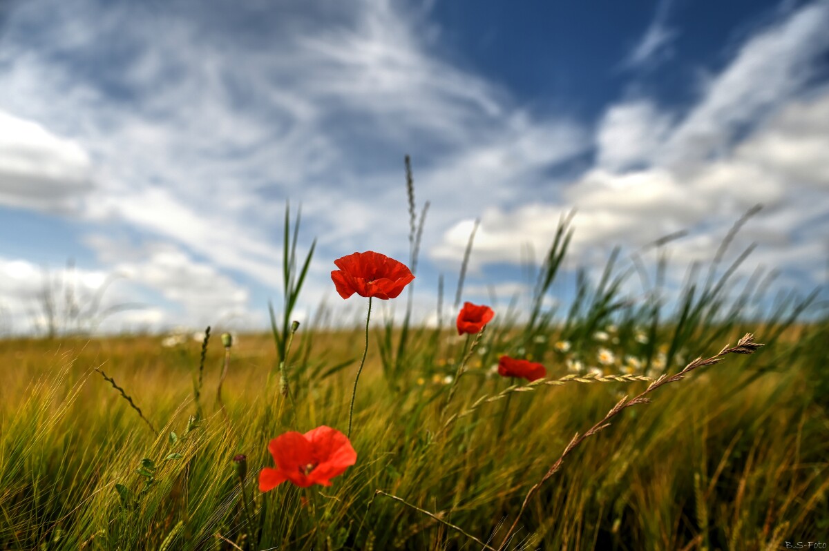 Sommer... – Benthe Sørensen