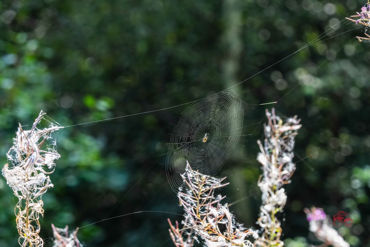 Spiderman  – Knud Erik Riis