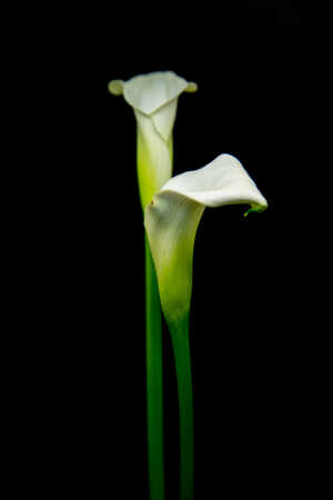 Blomster 