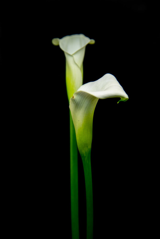 Blomster  – Hella Jungquist