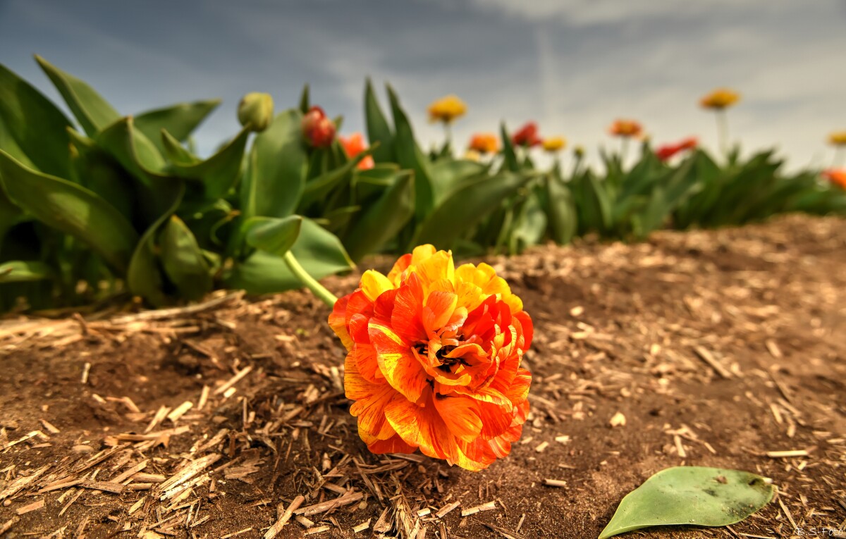 Tulipan – Benthe Sørensen