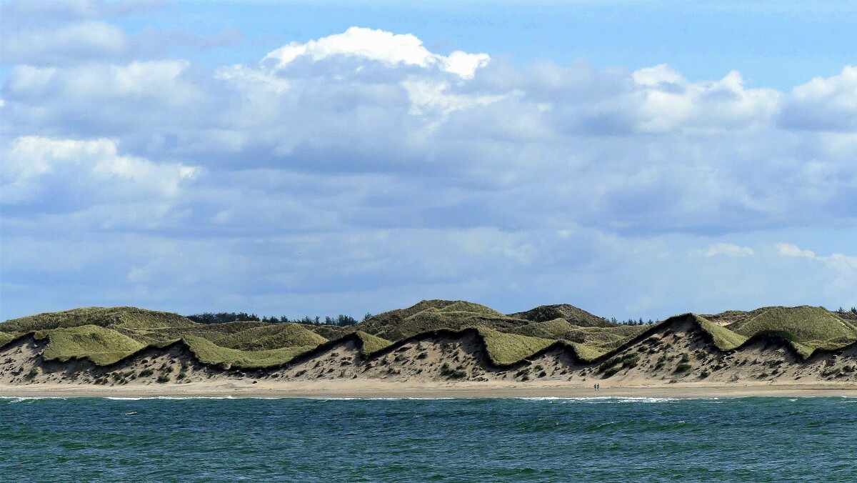 Græstæppe – Arne Jensen