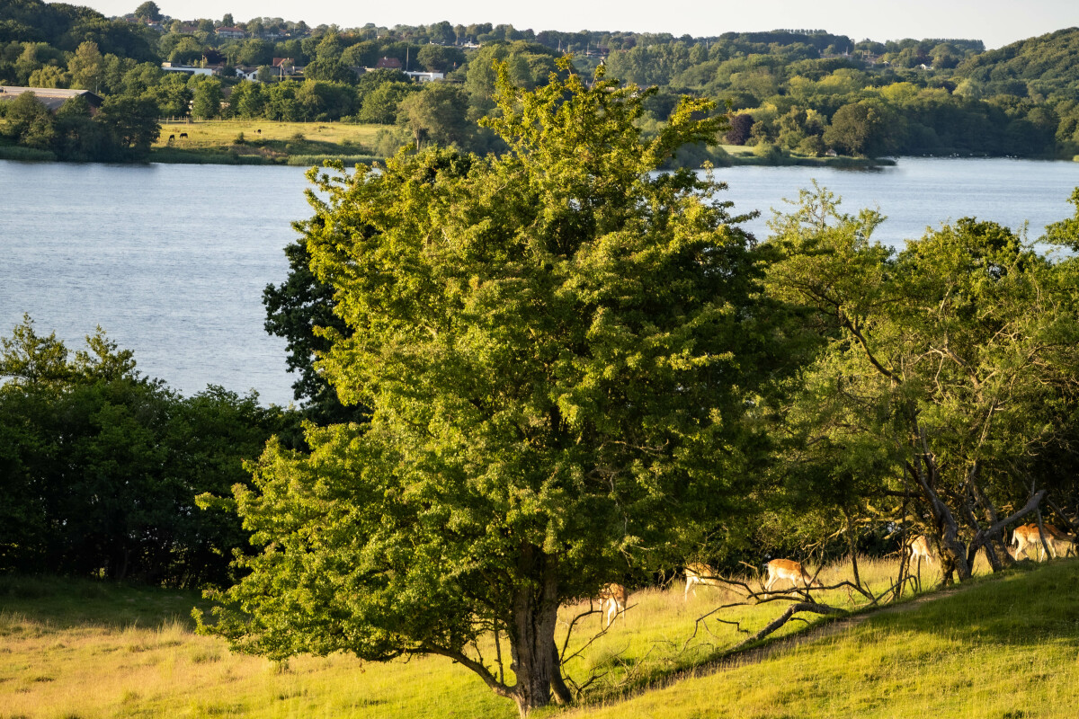 Dyrehaven Haderslev – Ellen Lock Jensen