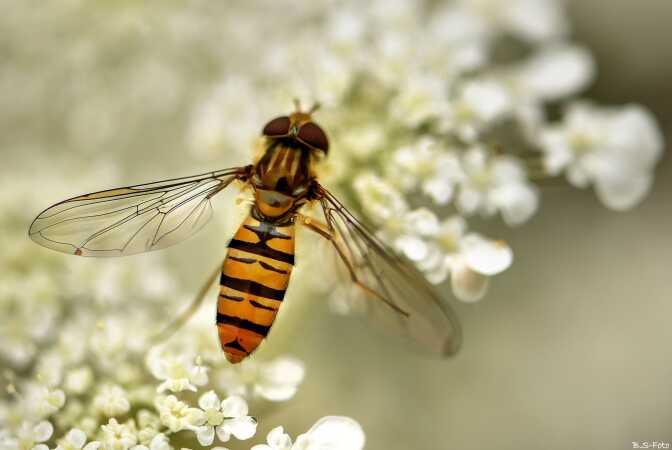 Svirreflue...