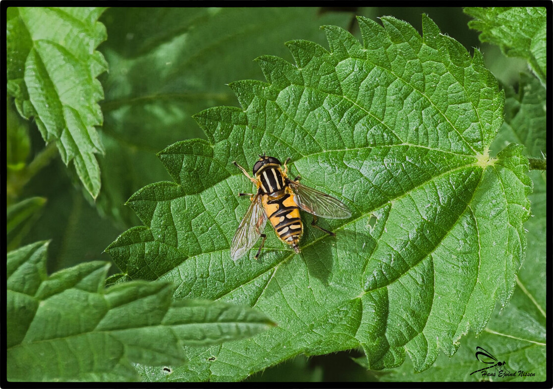 Helophilus pendulus  – Hans Ejvind Nissen