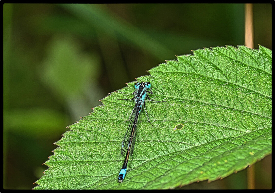 Vandnymfe  – Hans Ejvind Nissen