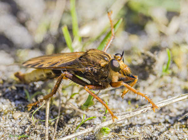 2025 aug 17 stor gødningsrovflue Tange hedeAsilus crabroniformis (8)-SharpenAI-Focus