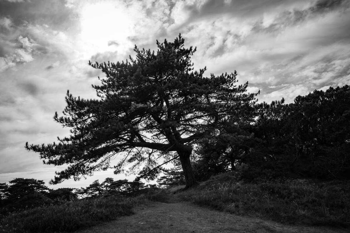 Et træ på Fanø – Ellen Lock Jensen