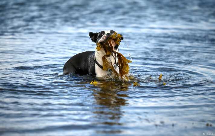 "Vandhund"