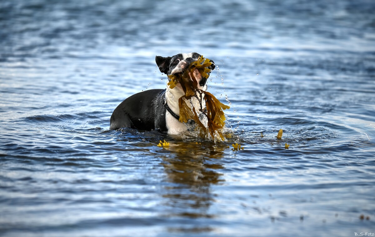 "Vandhund" – Benthe Sørensen