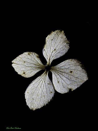 2025 dec 10 hortensia kronblade tørre modlys (5)-SharpenAI-Motion
