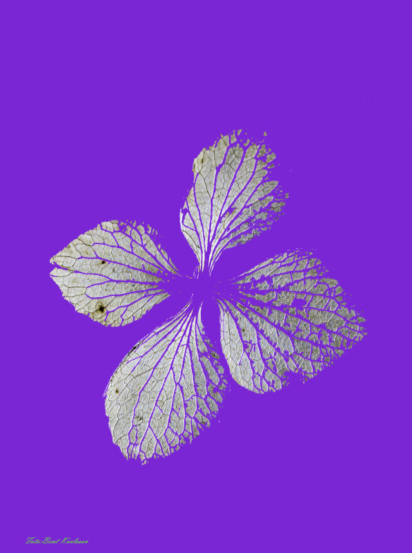 2025 dec 10 hortensia kronblade tørre modlys (5)-SharpenAI-Motion-Edit-2 – Bent Karlsson
