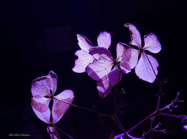 2025 dec 10 hortensia kronblade tørre modlys (10)-SharpenAI-Motion-2