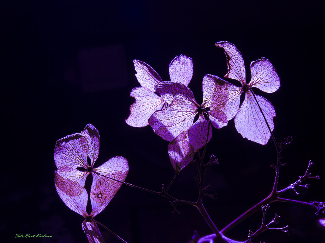 2025 dec 10 hortensia kronblade tørre modlys (10)-SharpenAI-Motion-2 – Bent Karlsson