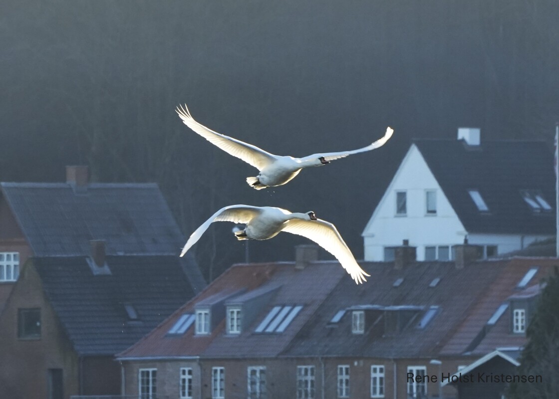Gå tur ved Kongens kær i sol og frost  – René Holst Kristensen