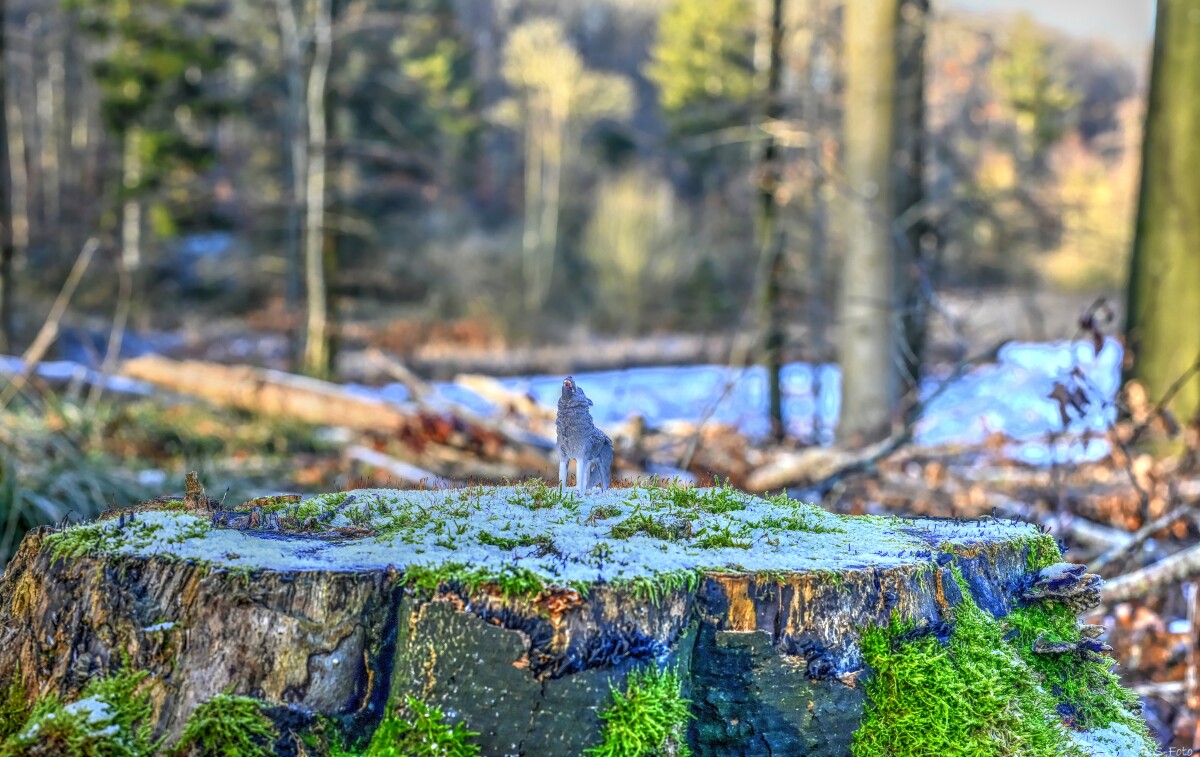 Natur..... – Benthe Sørensen