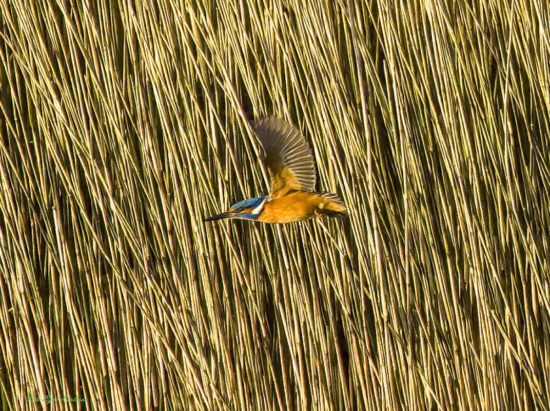 2025 dec 30  isfugl Kammerslusen (4)-SharpenAI-Focus-3 – Bent Karlsson