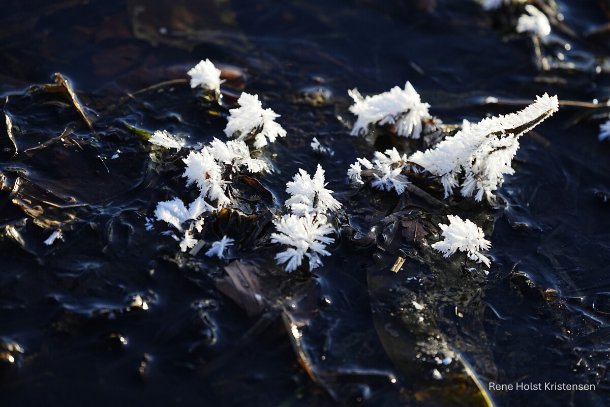 Is blomster i bækken ved Vejle fjord  – René Holst Kristensen