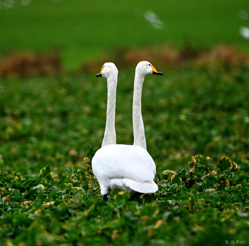 Naturens under.... – Benthe Sørensen