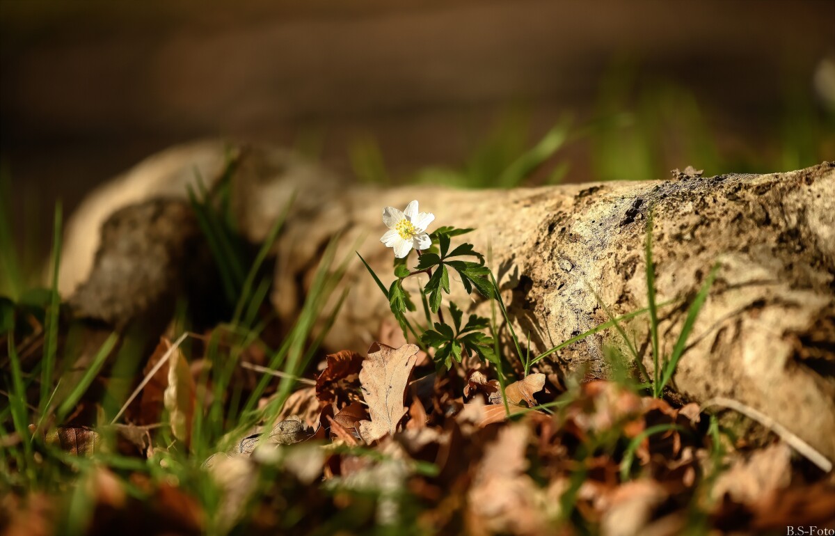 Anemone... – Benthe Sørensen