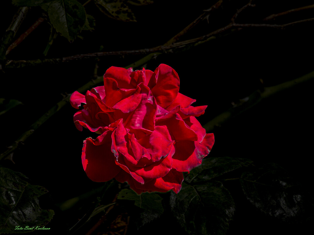 2026 jun 24 rød rose aftensol Højgårdsvej 9 (1)-SharpenAI-Motion – Bent Karlsson