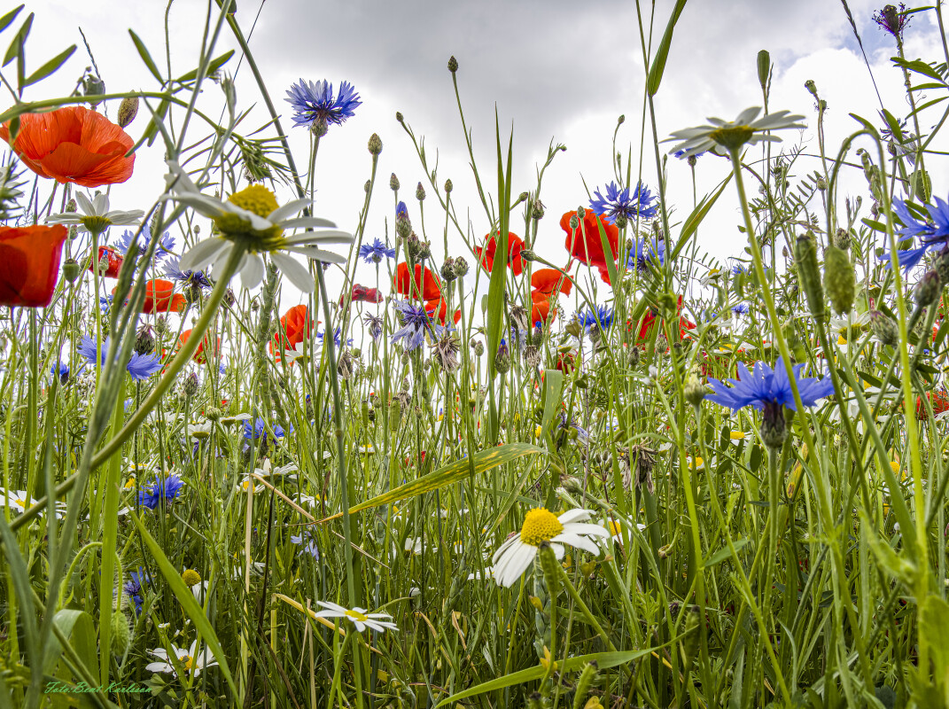 2026 jun 18 kornblomst valmuemark Hostrup (28)-SharpenAI-Standard – Bent Karlsson