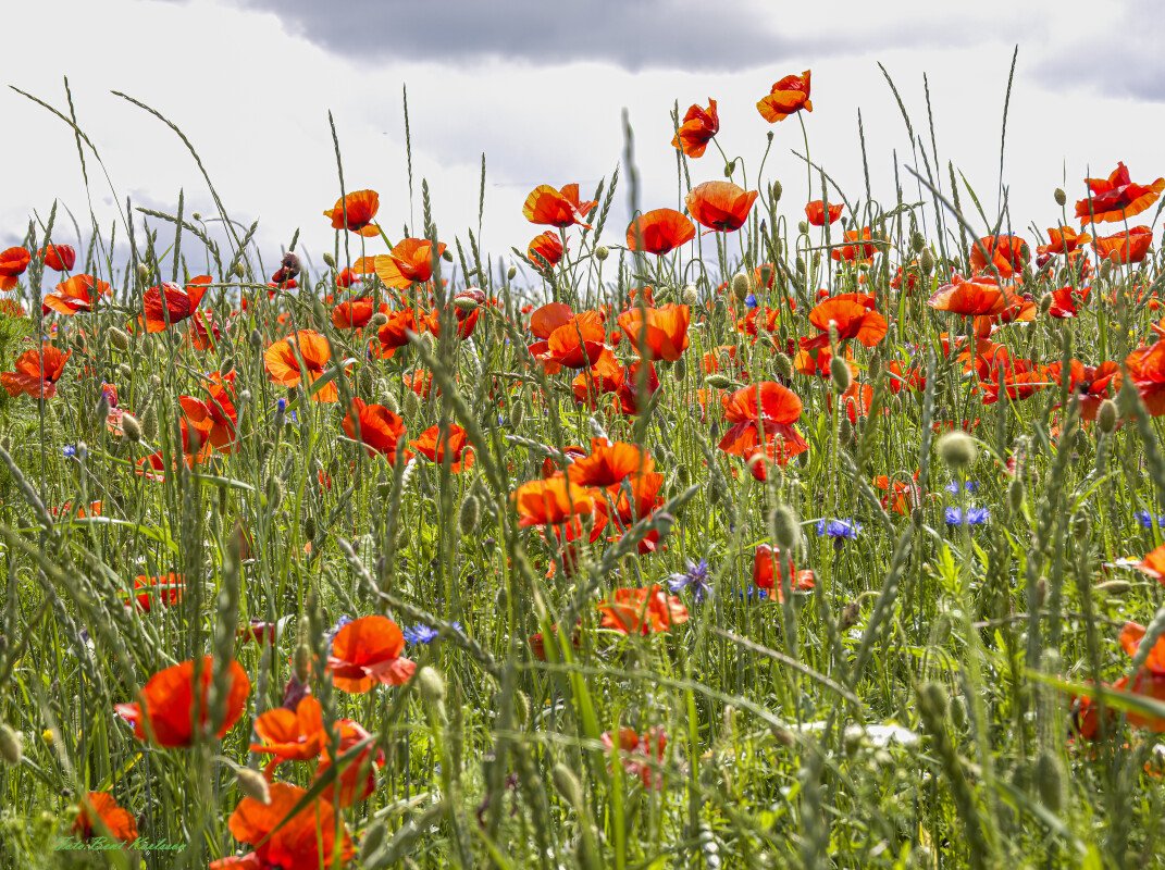 2026 jun 18 kornblomst valmuemark Hostrup (11)-SharpenAI-Standard – Bent Karlsson