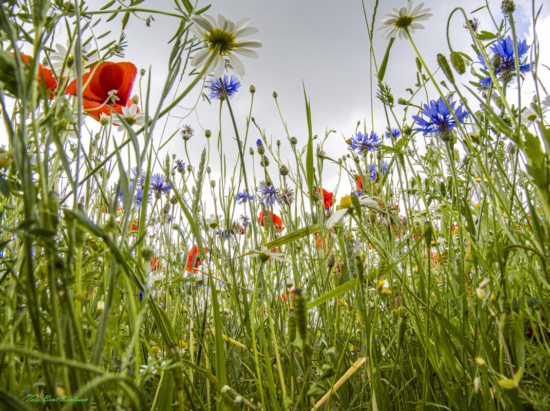 2026 jun 18 kornblomst valmuemark Hostrup (26)-SharpenAI-Standard – Bent Karlsson