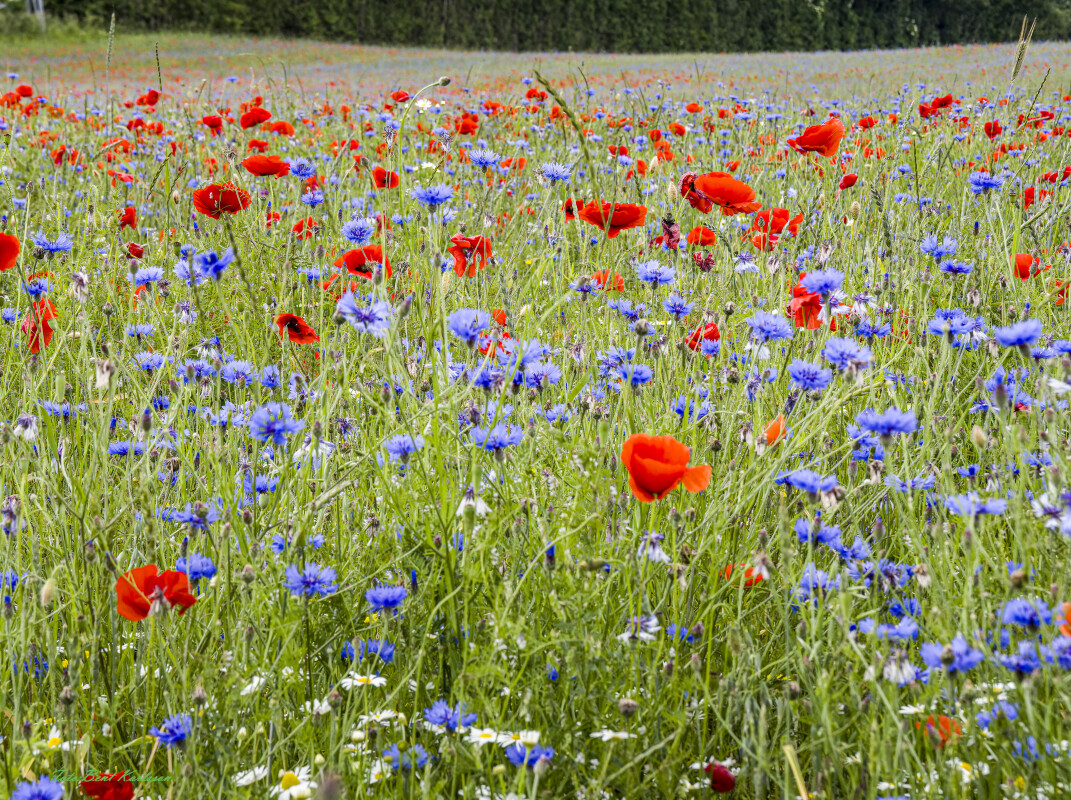 2026 jun 18 kornblomst valmuemark Hostrup (23)-SharpenAI-Motion – Bent Karlsson