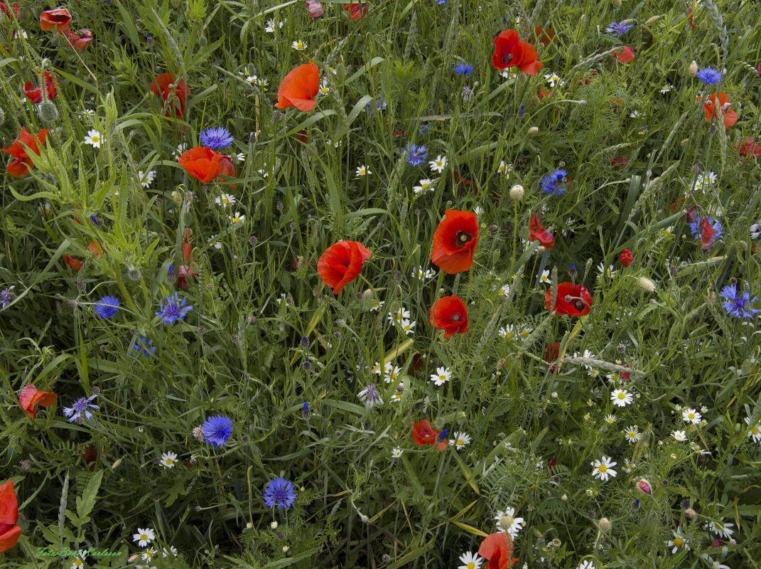 2026 jun 18 kornblomst valmuemark Hostrup (8)-SharpenAI-Motion – Bent Karlsson