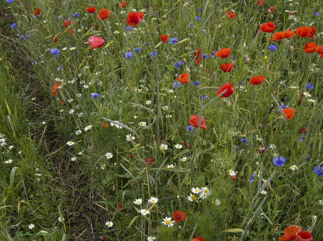 2026 jun 18 kornblomst valmuemark Hostrup (1)-SharpenAI-Motion – Bent Karlsson