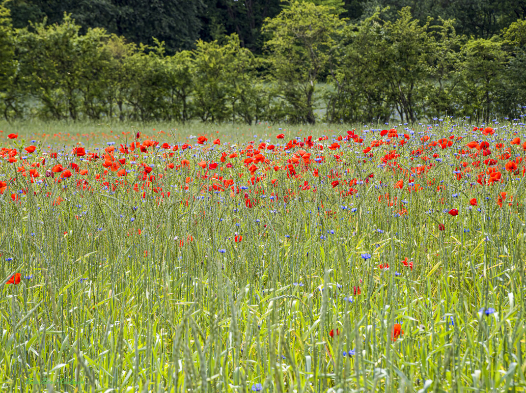 2026 jun 18 kornblomst valmuemark Hostrup (13)-SharpenAI-Motion – Bent Karlsson