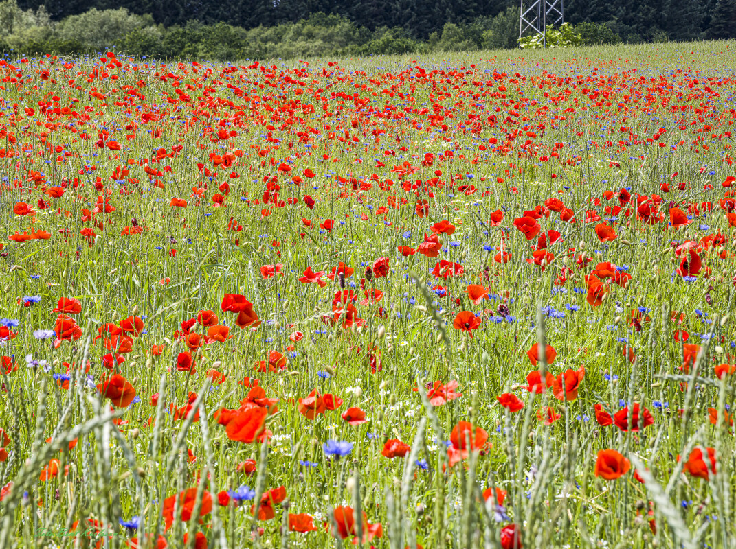 2026 jun 18 kornblomst valmuemark Hostrup (2)-SharpenAI-Motion – Bent Karlsson