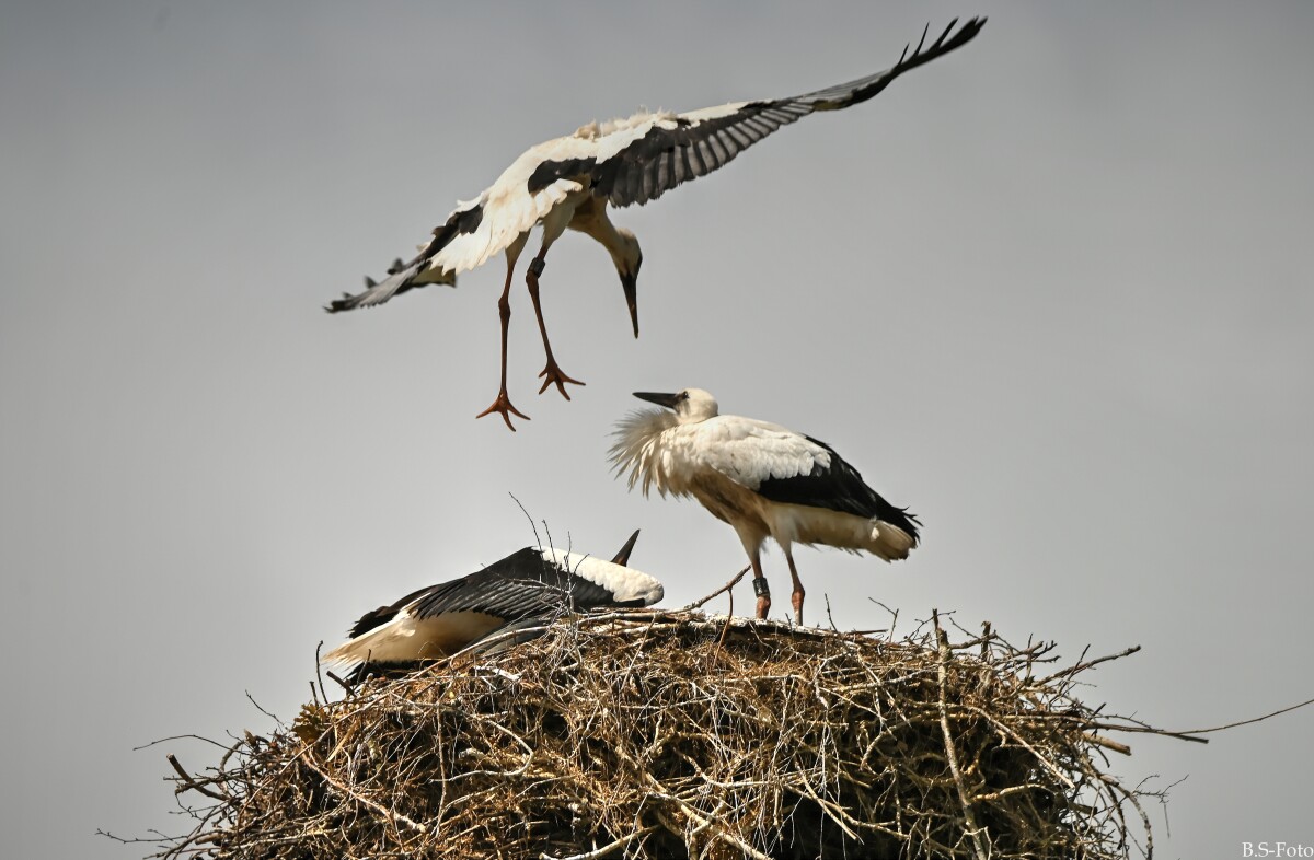 Storke... – Benthe Sørensen
