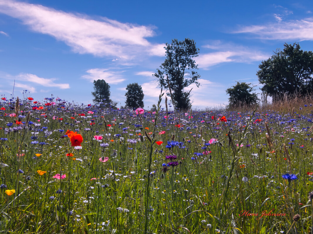Blomste marken i vandling ved Haderslev – Hans Johnsen