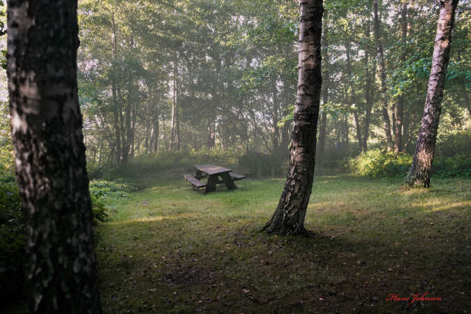 et sted i skoven