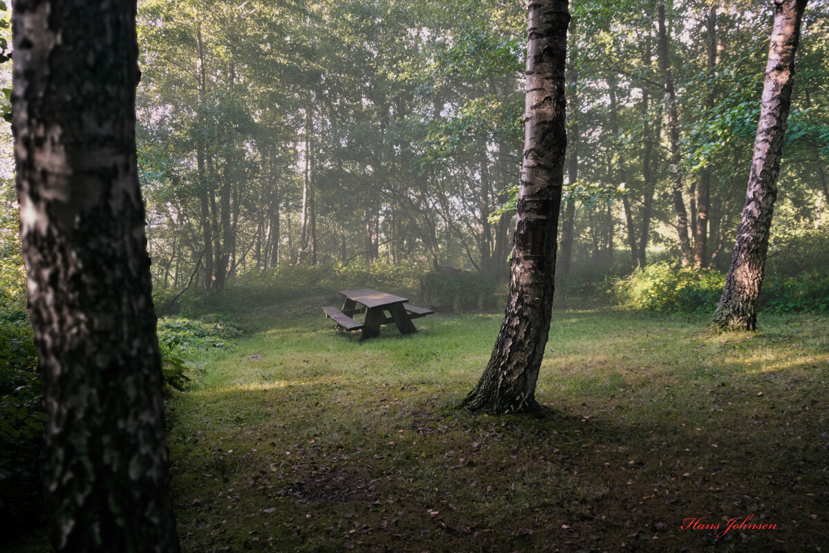 et sted i skoven – Hans Johnsen
