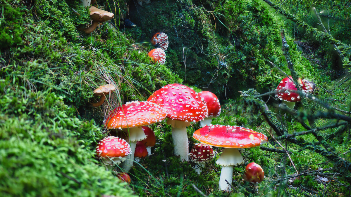DSC_9093_stack – Hans Ejvind Nissen