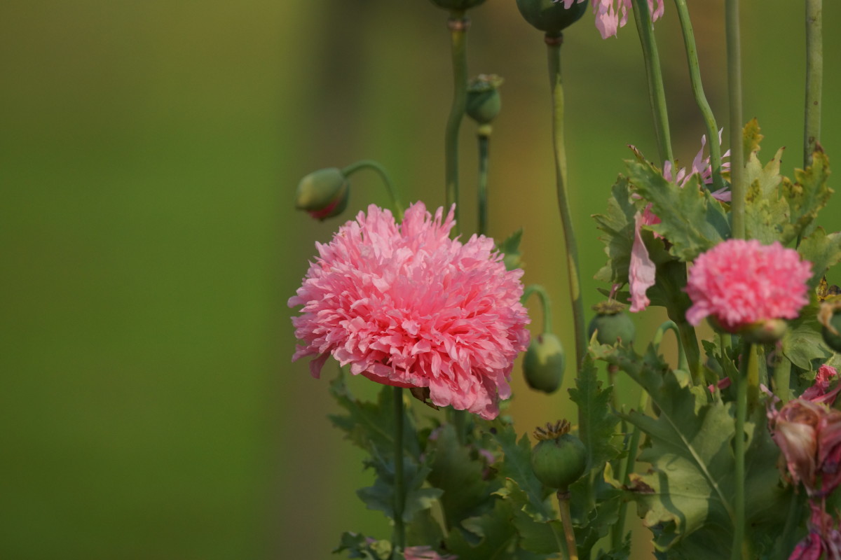 enj20150814 Opium – Erik Juul