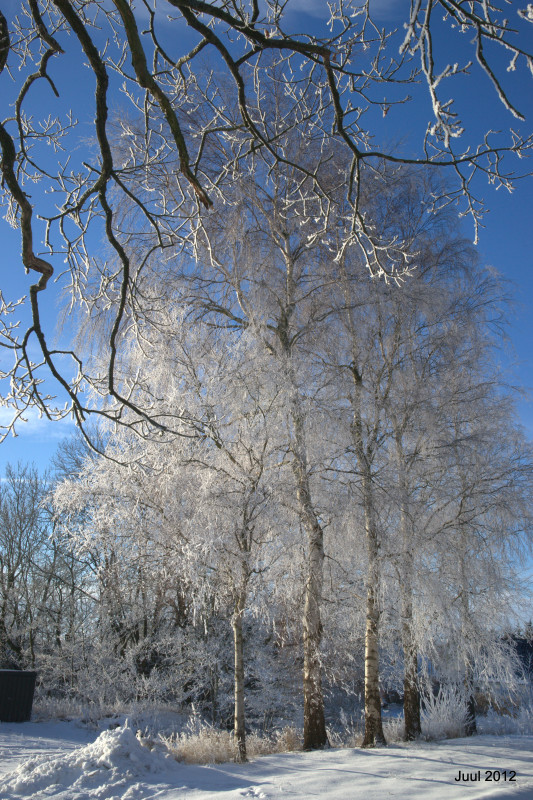enj2012 Lundsbjerg Vinter – Erik Juul