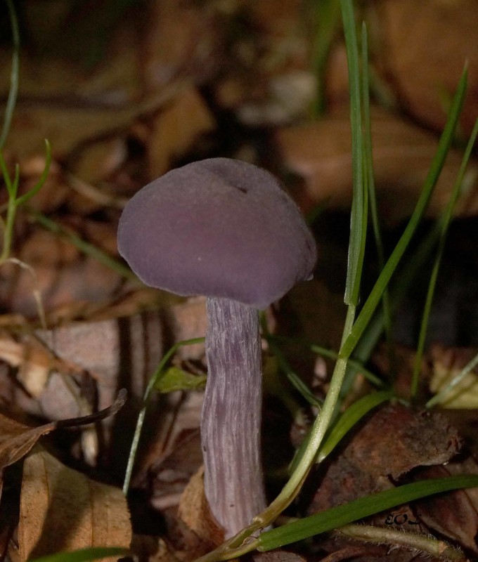 Violet ametysthat – Eva Olsen